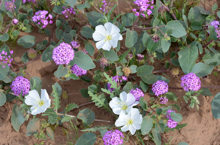 Oenothera deltoides, Dune Evening Primrose